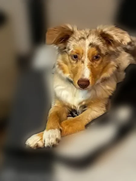 Lost female dog, East Dania Beach Boulevard, Dania Beach - Mini Australian shepherd - photo