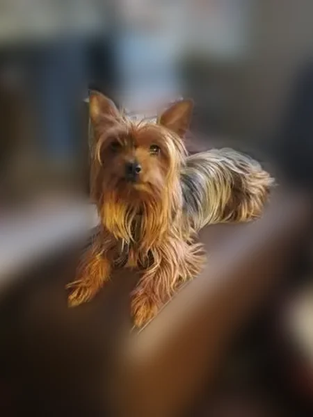 Lost dog, Ford Street, 94, Pittston Township - auburn and skittish - photo