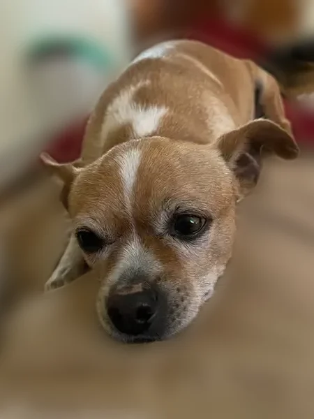 Missing dog Male, Randolph (usl535951) - photo