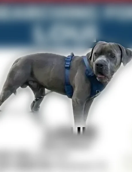 Lost dog, Pearland Sites Road, Pearland - grey male blue pitbull - photo