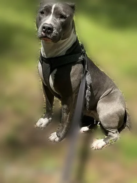 Lost dog, Saint John Avenue, Dyersburg, Arlington - blue female pit - photo
