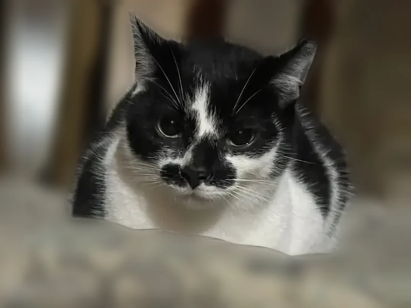 Lost cat, Old Apsley Road, Apsley, Youngstown - male, 8 months old - photo