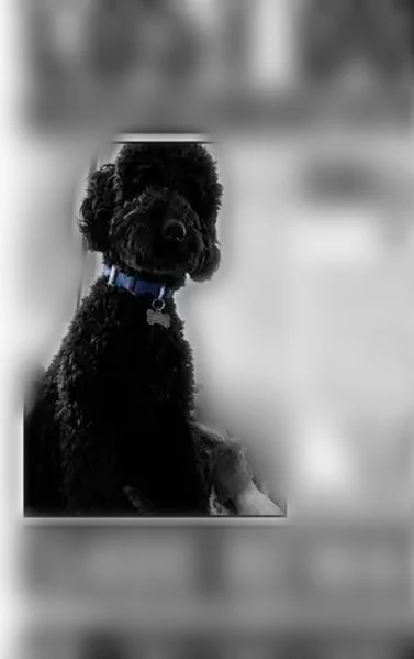 Lost male dog, West Center Street, Sheridan - solid black miniature poodle - photo