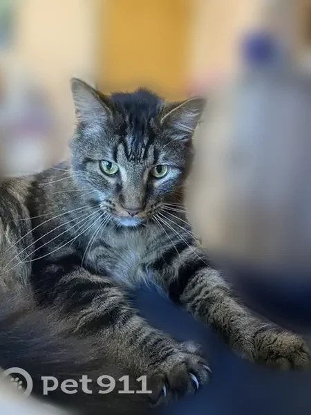 Lost male cat, Museum Road, Statesville - photo