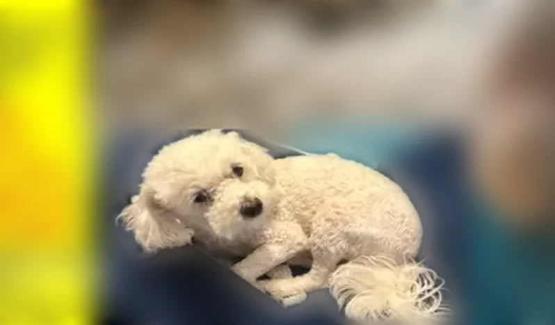 Lost dog, South State Street, Chicago - female with white fur - photo