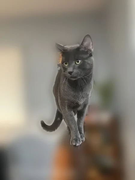 Lost cat, U.S. 46, 1691, Roxbury Township, Arlington - male with long mustache - photo