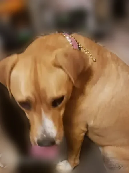 Lost dog, East Shasta Drive, Tucson - female with a curled tail - photo