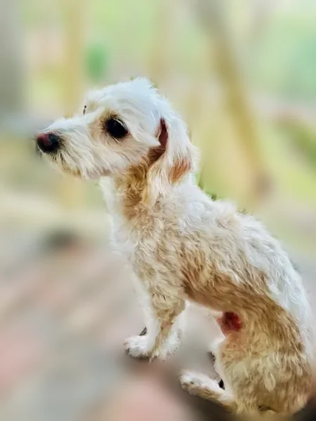 Lost dog, Bolin Road, North Augusta - white dachshund terrier mix - photo