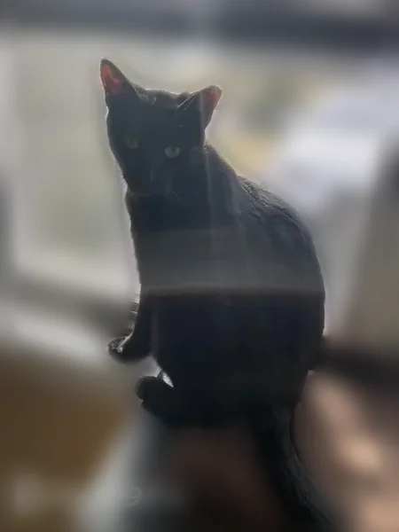 Lost male cat, Masonic Avenue, Holtsville - black and very shy - photo