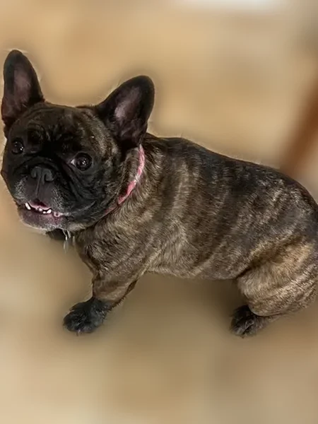 Missing dog Female, Marion (usl535972) - photo