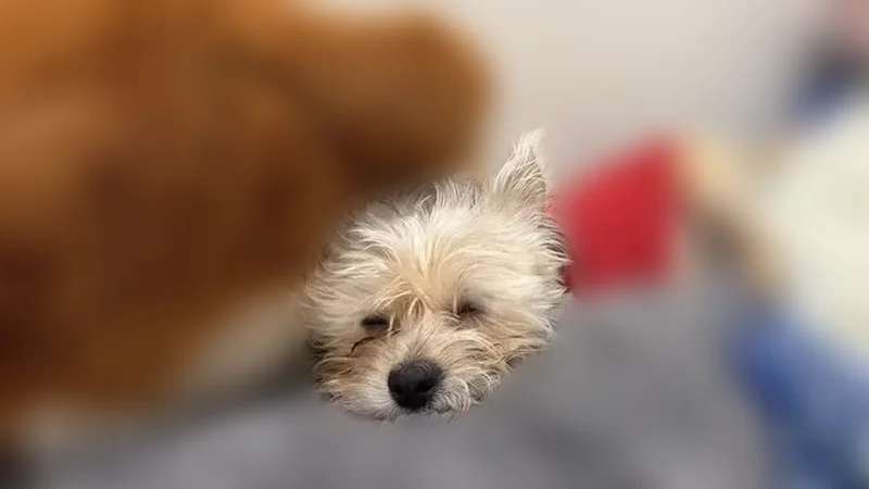 Lost dog, North 61st Avenue, Phoenix - male with red shirt and blue collar - photo