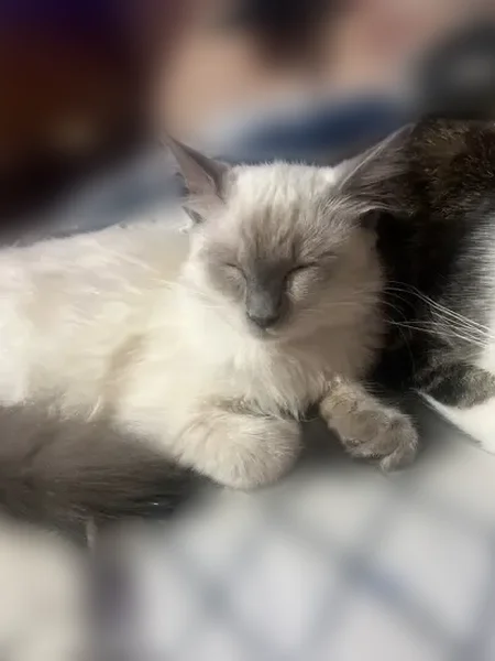 Lost cat, Spring Court Southwest, Decatur - male Ragdoll with blue eyes - photo