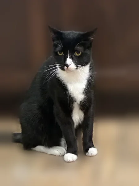 Lost cat, West Marcy Way, Coeur d'Alene - male, 10 years old - photo