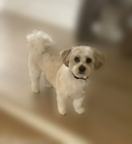 Lost dog, Stonebrook Farms Road, Milton - tricolor but white - photo