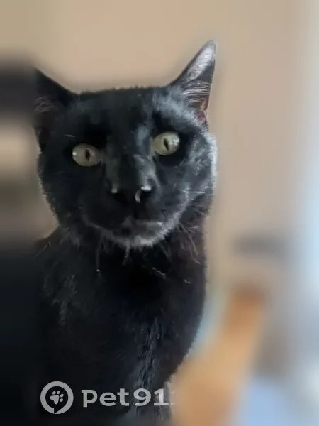 Lost male cat, Clifton Heights, Pennsylvania - white patch and broken paw - photo