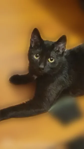 Lost female cat, Pinewood Knoll Drive, Etowah - black with white markings - photo