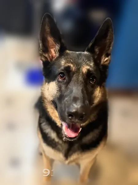 Missing dog Female, Speedway (usl535998) - photo