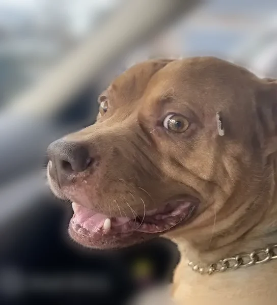 Lost dog, Cross Avenue, Elizabeth - brownish cinnamon with white patch - photo