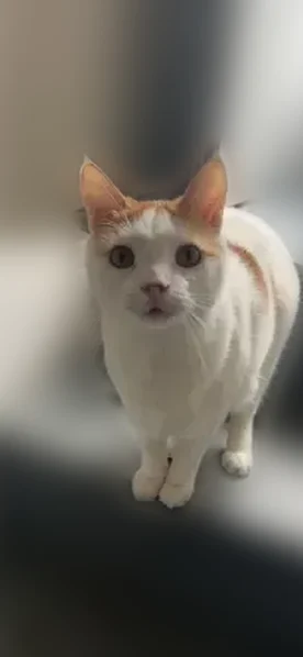 Lost cat, South 3rd Street, Ephrata, Youngstown - chubby with orange spots - photo