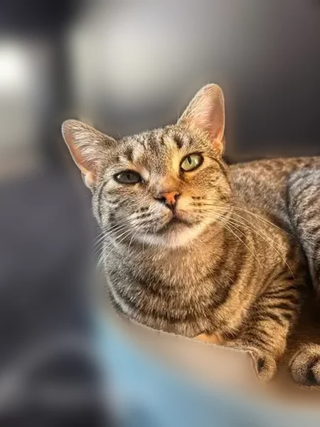 Lost cat, Waverly Avenue, Kansas City - brown tabby with stripes - photo