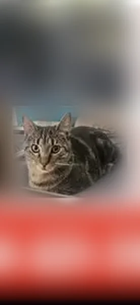 Lost cat, Shirley Avenue, Jacksonville - short hair tabby - photo