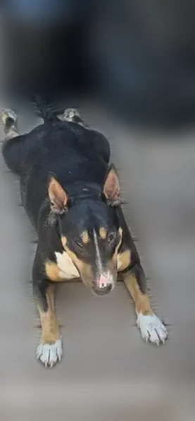 Lost female dog, Northeast 56th Terrace, Gladstone - Mini Bullterrier - photo