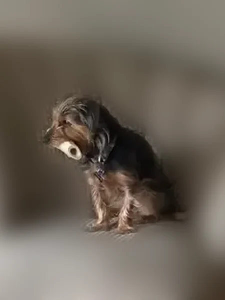 Lost male dog, Kings Road, Crete - brown black and silver - photo