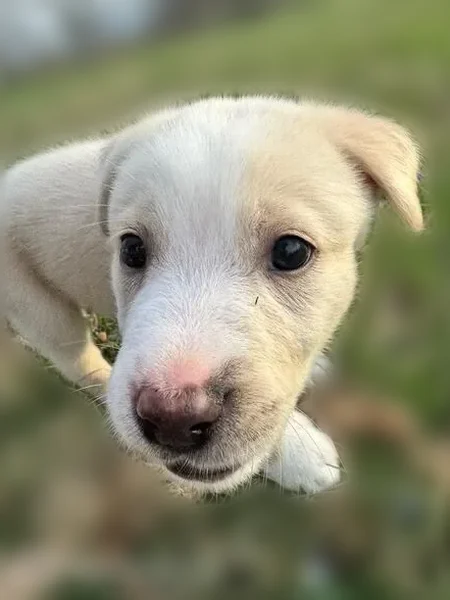 Lost dog, Indianapolis, Indiana - male, white creme - photo