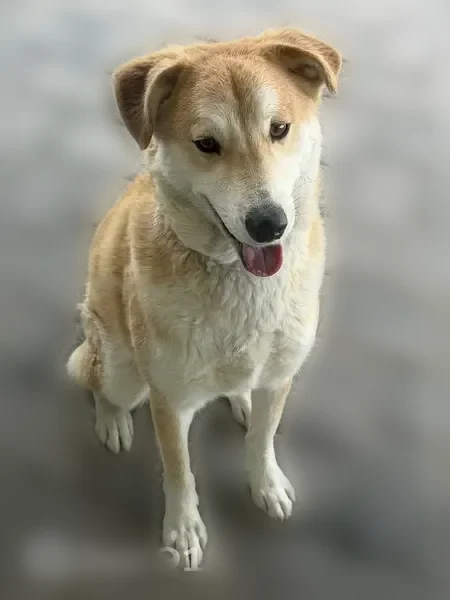 Lost dog, Orchid Cactus Avenue, Las Vegas - tan and white husky mix - photo