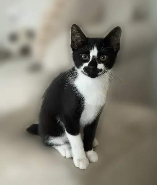 Lost cat, County Road 405, Clanton - bobtailed and neutered - photo