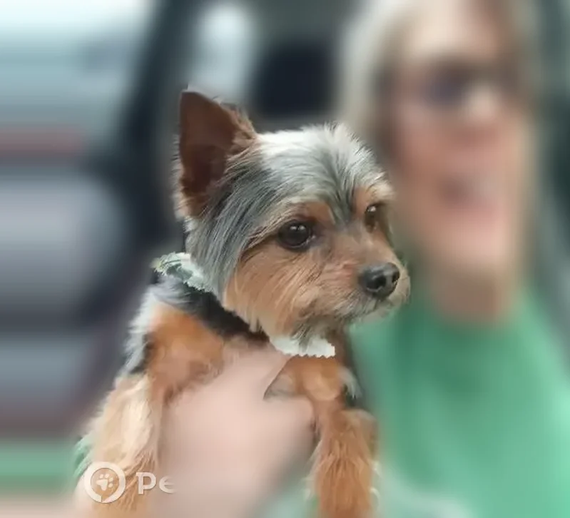 Lost dog, Sam Black, Rainelle - black and brown - photo