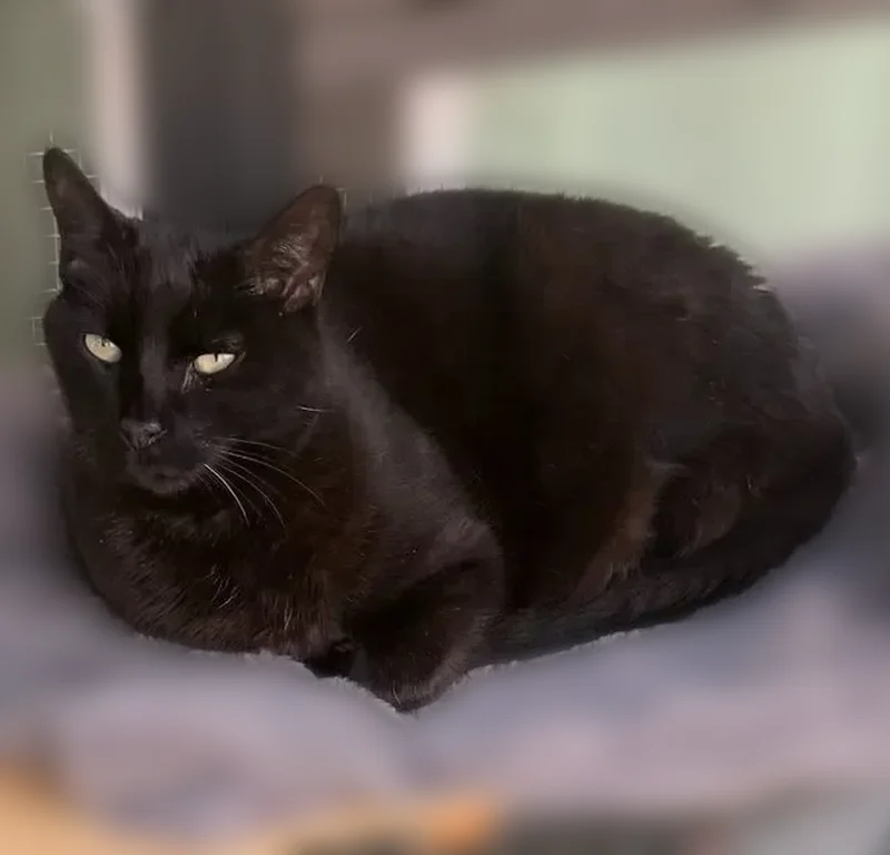 Lost cat, Nadina Street, Seaside - male American short hair - photo