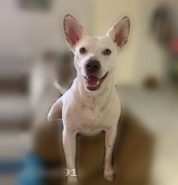 Lost dog, Old Robinson Road, Louisville, Starkville - female with white coat - photo