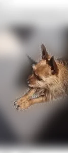 Missing dog Female, Urbancrest (usl536048) - photo