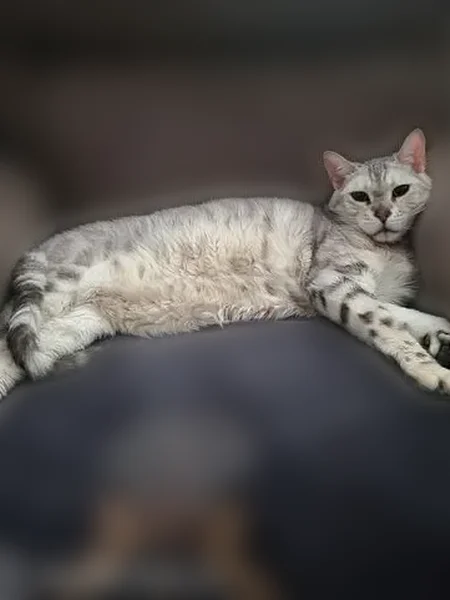 Lost cat, 46th Street, Brooklyn - female with green eyes - photo