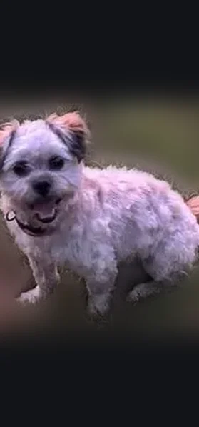 Lost dog, Parker Road, 71, Somers - male, buff color - photo