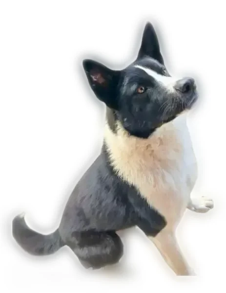 Lost dog, Bureau of Indian Affairs Road 12, Mahnomen - thick black and white fur - photo