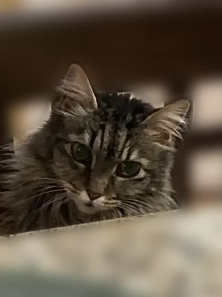 Lost cat, North 122nd Street, Seattle - female, answers to Missy - photo