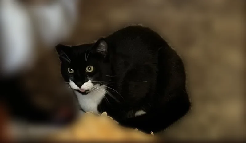 Lost male cat, Salisbury Park Drive, Syracuse - black and white with a mustache - photo