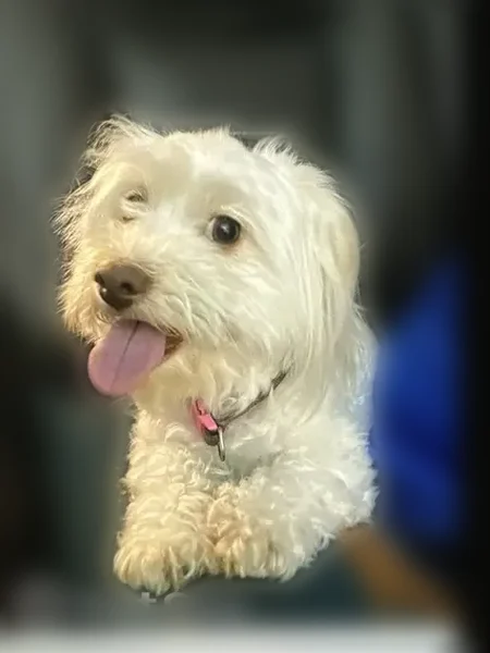 Missing dog Female, Indianapolis (usl536071) - photo