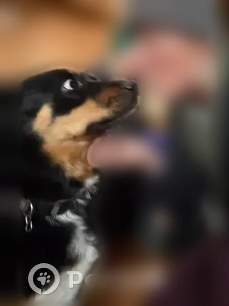 Lost dog, West Browning Avenue, Woodland Park - female Rottie mix - photo