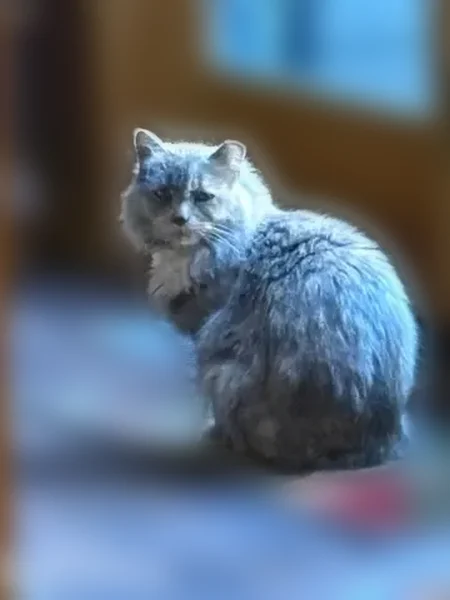 Found cat, Klamath Falls, Arlington - grey and tan with green eyes - photo