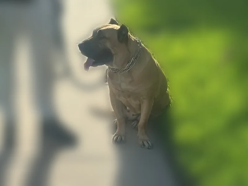 Lost dog, Mira Lago Boulevard, Farmers Branch - female, fawn and golden brown - photo