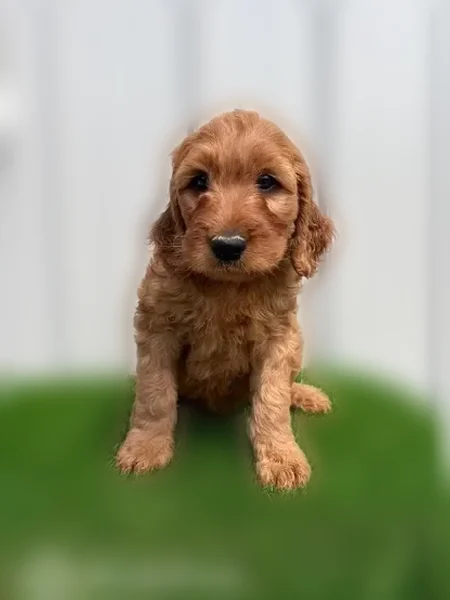 Lost dog, Garden Grace Drive, 329, Indianapolis - small red-brown puppy - photo