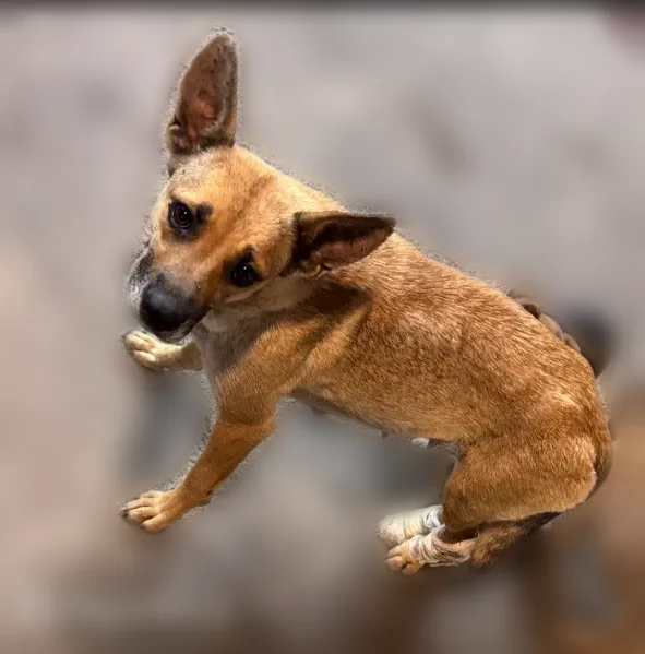 Lost dog, County Road 1725 East, Norris City - female with pointed ears - photo