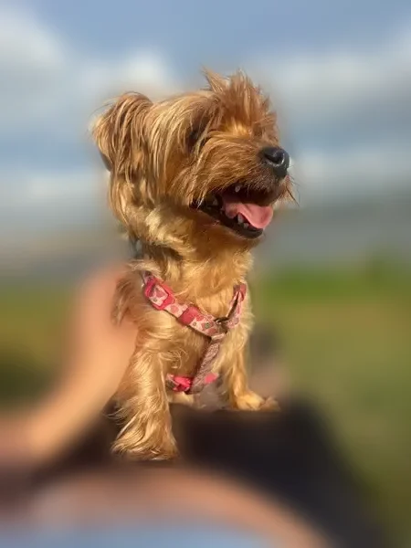 Lost dog, West Hefner Road, Oklahoma City - female, tan/silver - photo