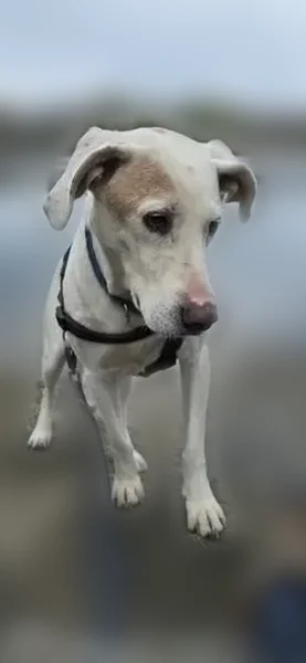 Lost male dog, Olive Avenue, 68, Malden, Windsor - white with large tan spots - photo