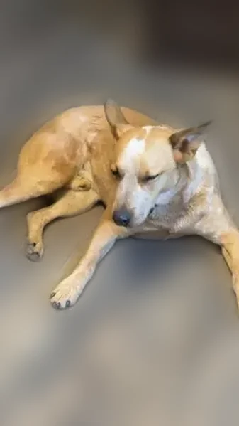 Lost male dog, North Broadway Street, Ballinger - Red Heeler named Rastus - photo