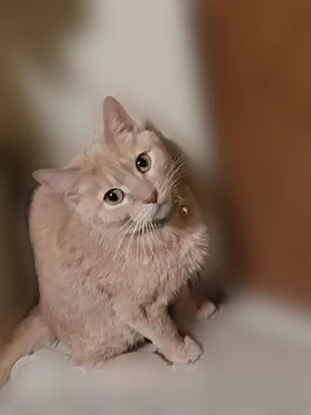 Lost female cat, Livonia Avenue, Yonkers - yellow with pink collar - photo