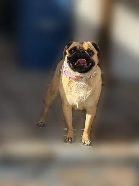 Lost female dog, Federal Avenue, El Paso - photo